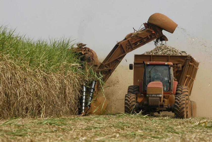 Harvested sugarcane arriving at the mill for processing